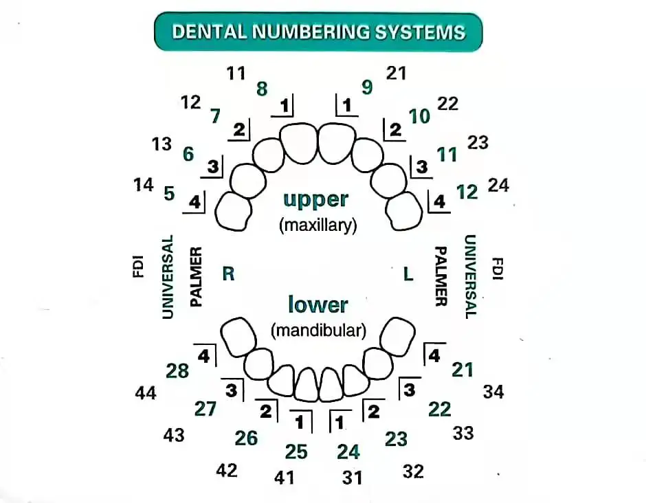Dental Mould For Composite Res – Teeth Whitening Moulds recenzja i cena
