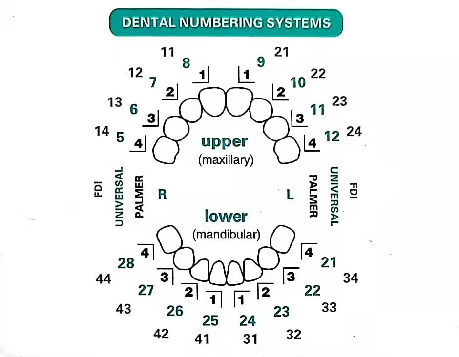 Dental Mould For Composite Res – Teeth Whitening Moulds recenzja i cena