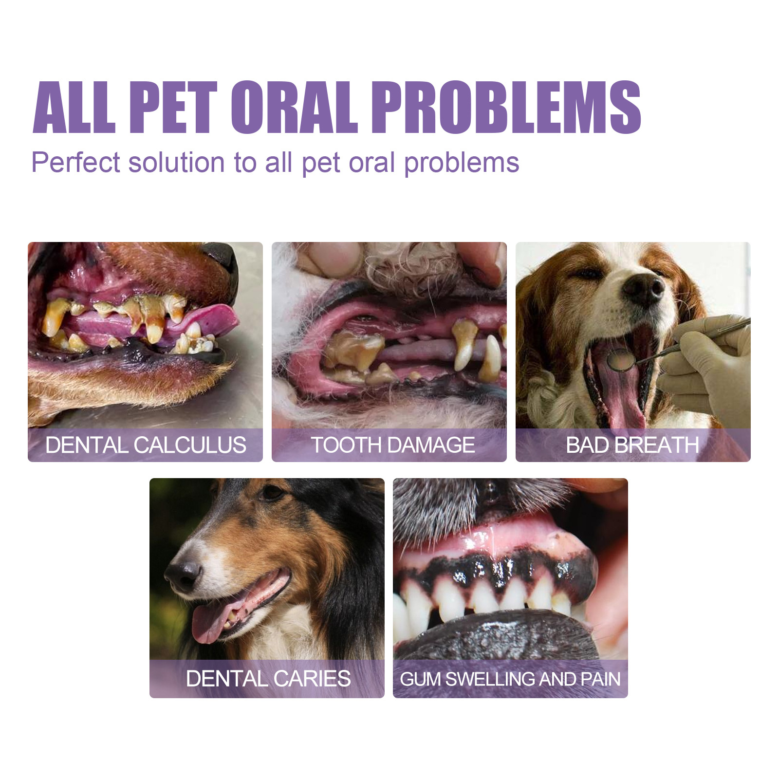 Pet Oral Repair Gel Puppy Tart – Teeth Whitening Mouthwash recenzja i cena