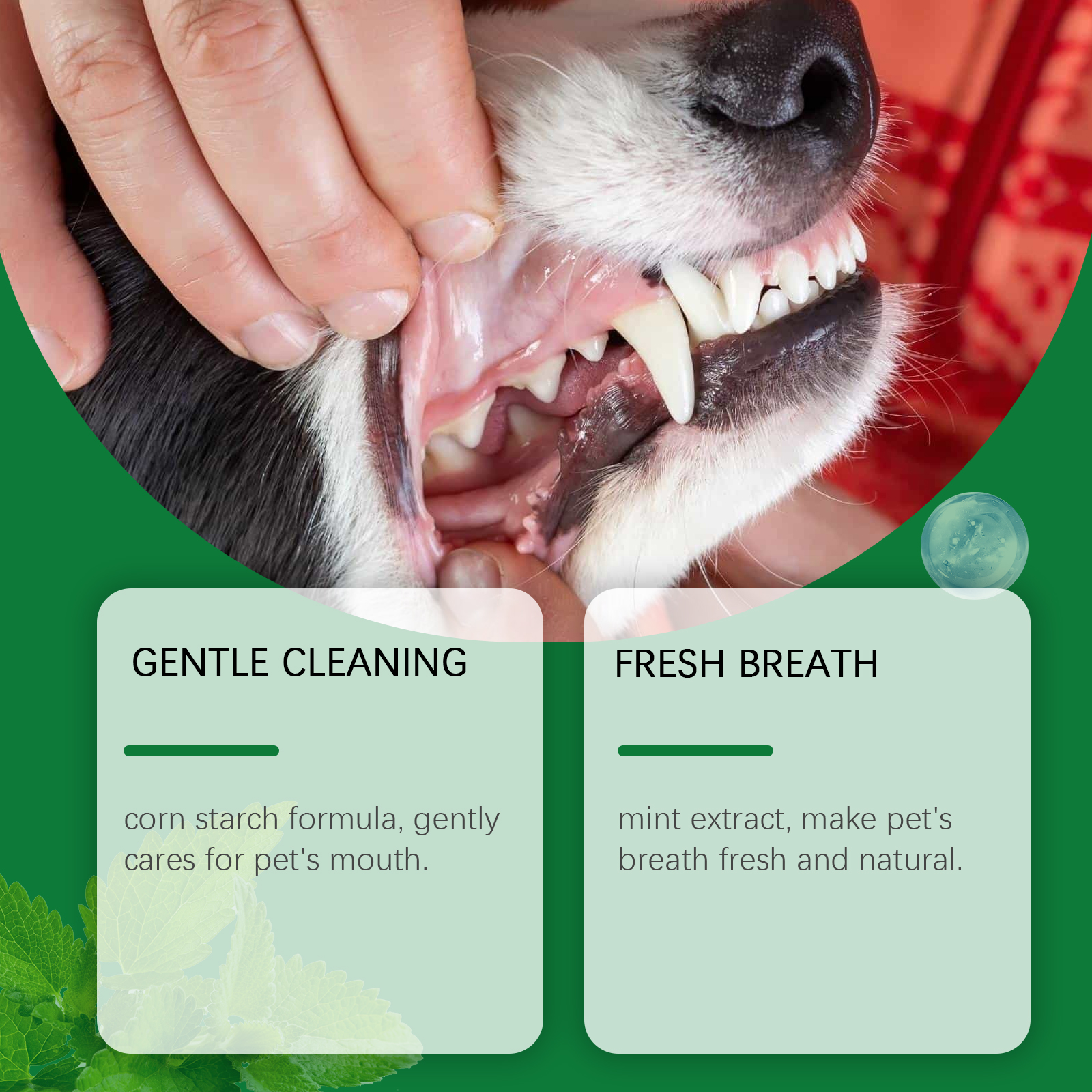 Pet Teeth Cleaning Powder Redu – Teeth Whitening Singapore recenzja i cena