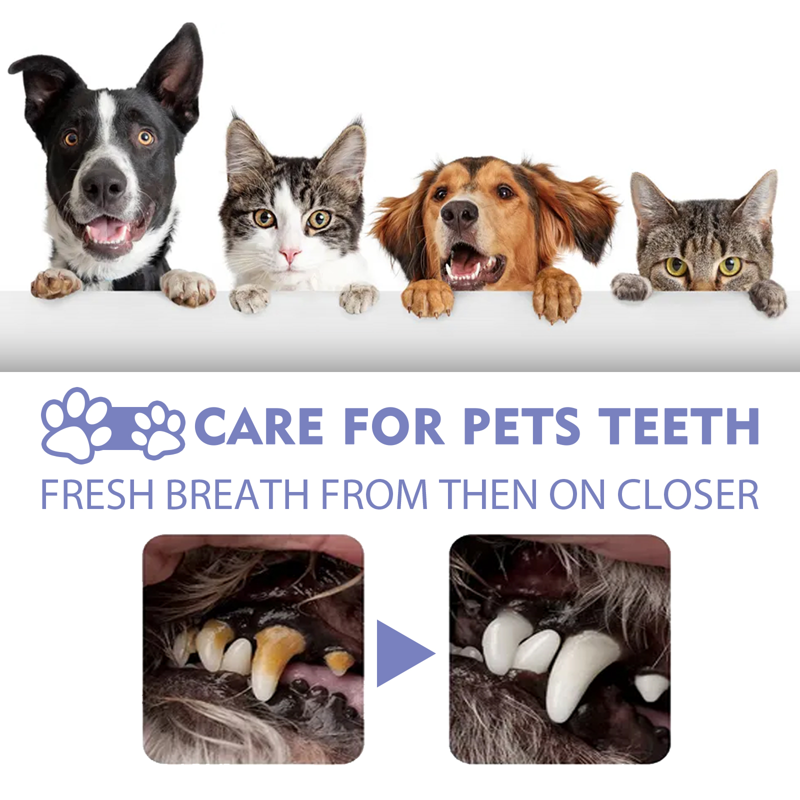 Pet Teeth Cleaning Spray Bad B – Colgate Whitening Teeth recenzja i cena