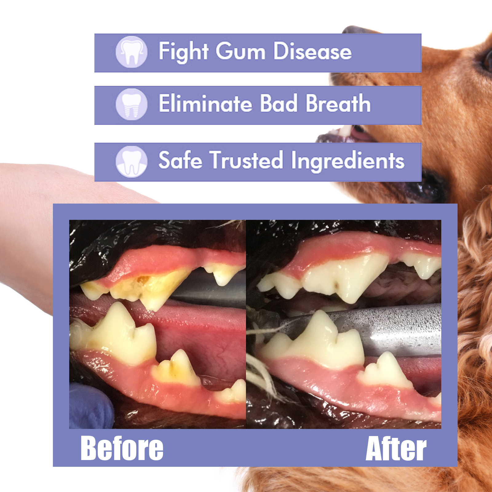 Pet Teeth Cleaning Spray Bad B – Colgate Whitening Teeth recenzja i cena